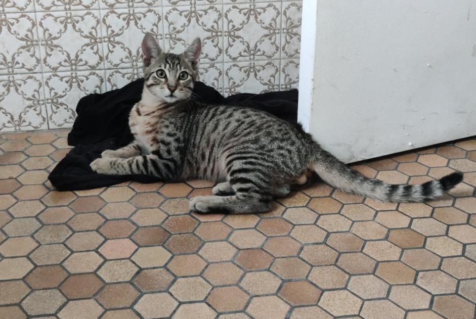 Fundmeldung Katze Männliche , Zwischen 4 und 6 Monaten Bondy Frankreich