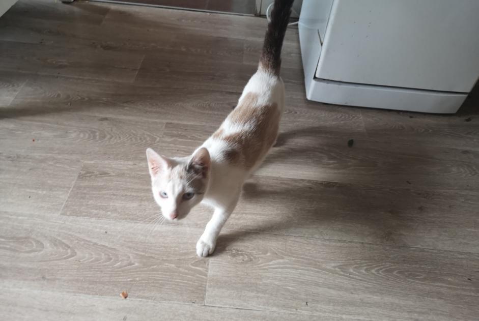 Fundmeldung Katze Männliche Saint-Denis Frankreich