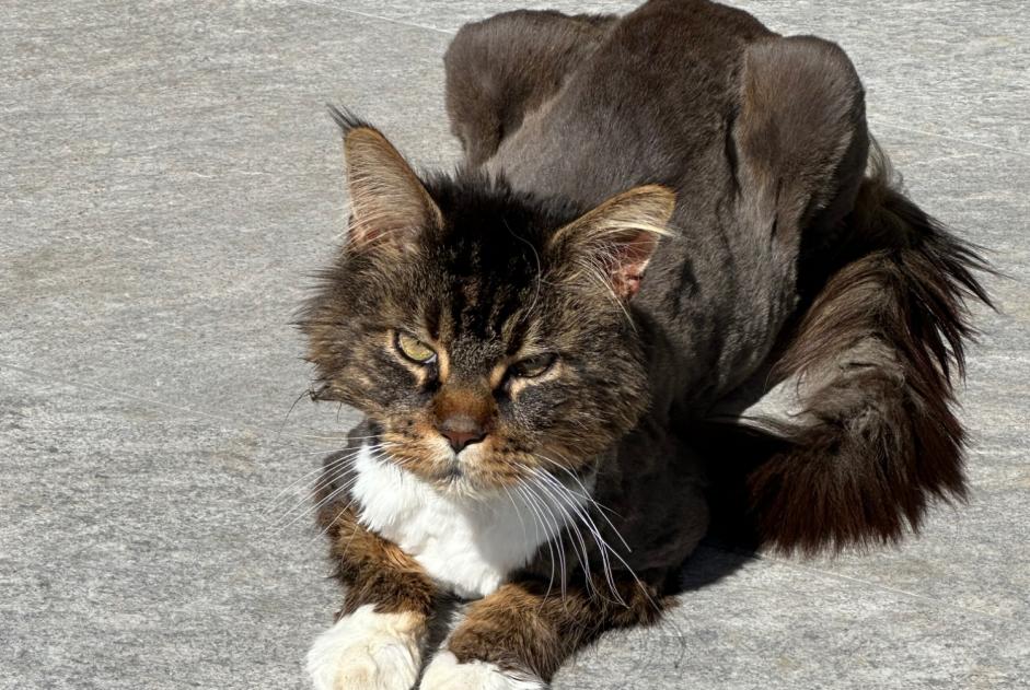 Vermisstmeldung Katze  Männliche , 9 jahre La Wantzenau Frankreich