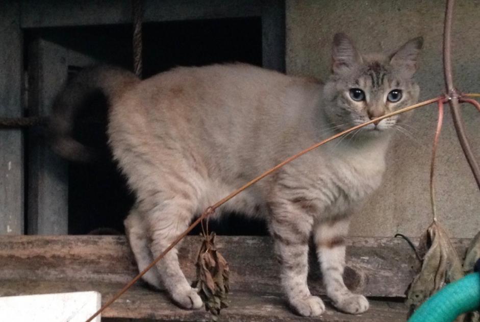 Vermisstmeldung Katze rassenmischung Weiblich , 9 jahre Romainville Frankreich