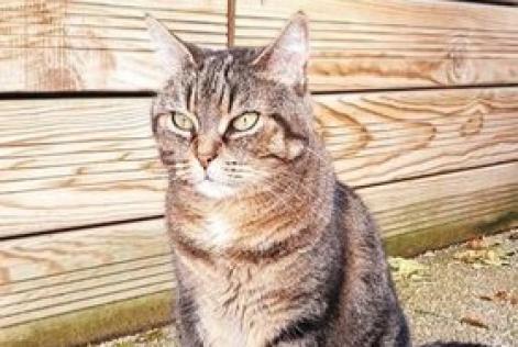 Vermisstmeldung Katze Weiblich , 14 jahre Saint-Denis Frankreich
