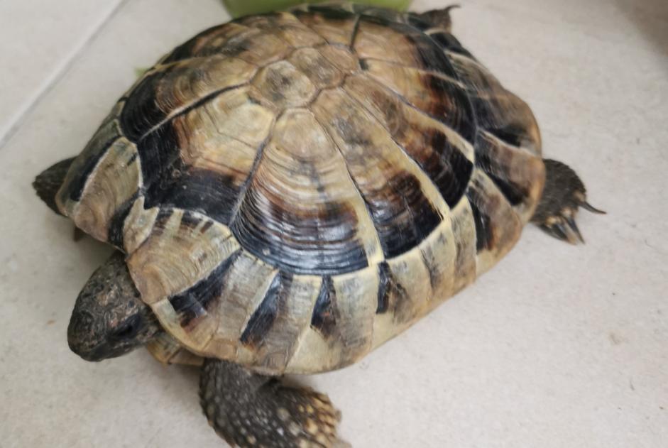 Fundmeldung Schildkröte Unbekannt Neuilly-Plaisance Frankreich