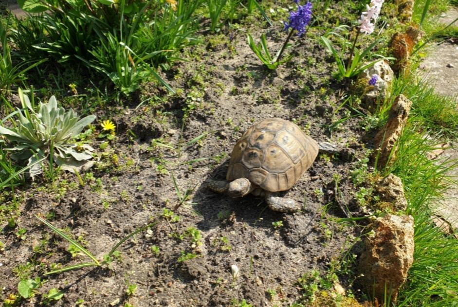 Vermisstmeldung Schildkröte Weiblich , 2022 jahre Livry-Gargan Frankreich