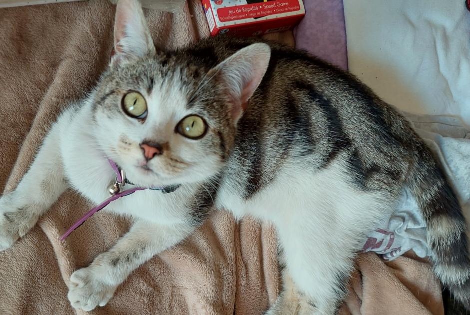 Discovery alert Cat Female , Between 7 and 9 months Livry-Gargan France