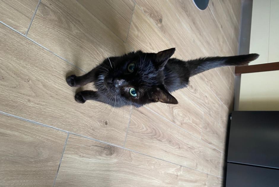 Discovery alert Cat Unknown Aulnay-sous-Bois France
