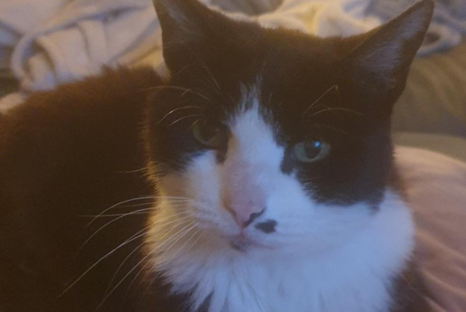 Disappearance alert Cat Female , 18 years Neuilly-Plaisance France