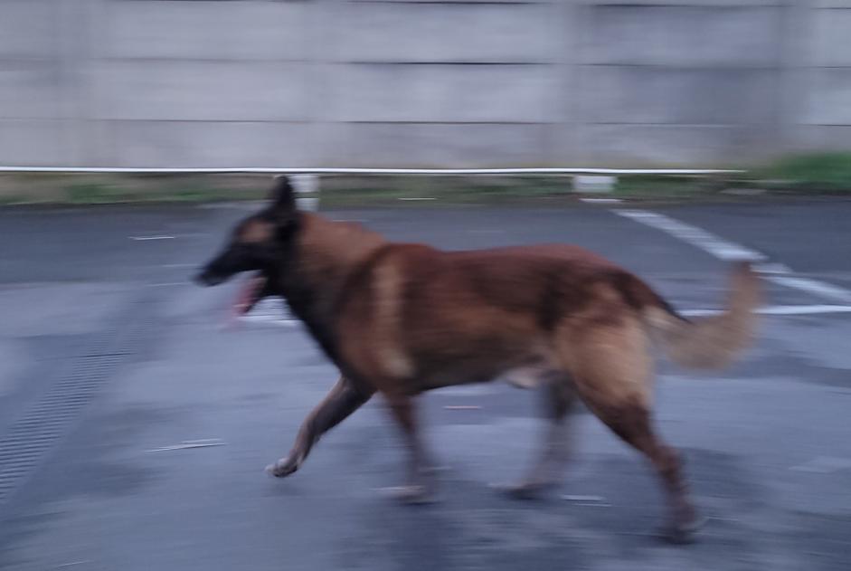 Discovery alert Dog  Male Le Raincy France