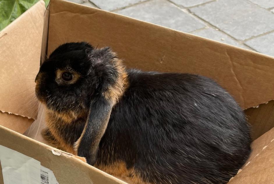Discovery alert Rabbit Male Montreuil France