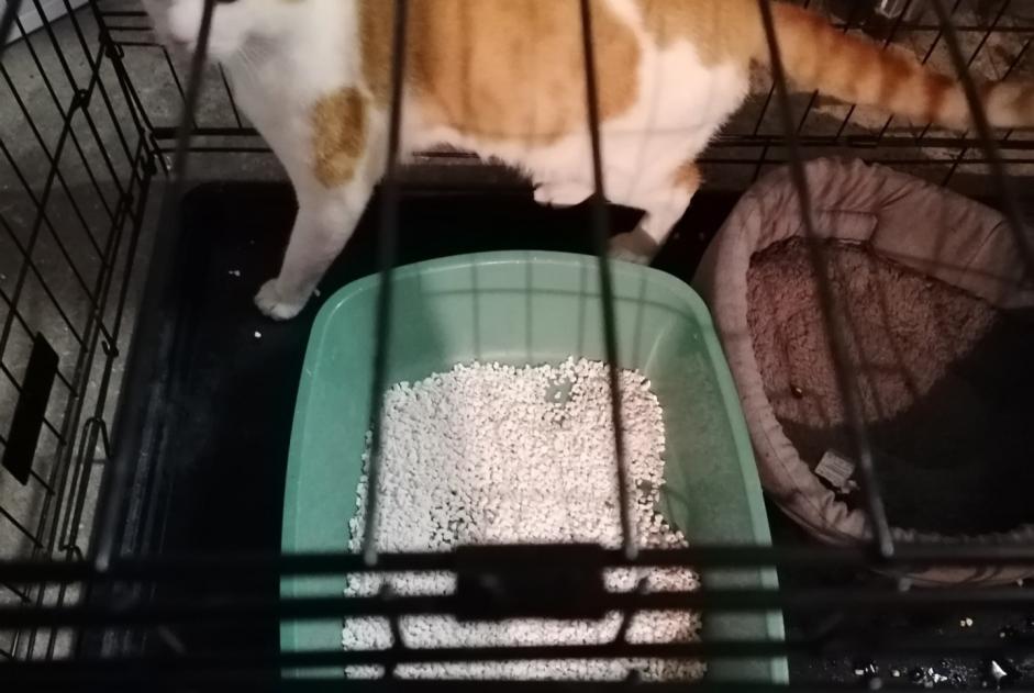 Alerta de Hallazgo Gato Macho Saint-Denis Francia Alerta de Hallazgo Gato Macho Saint-Denis Francia