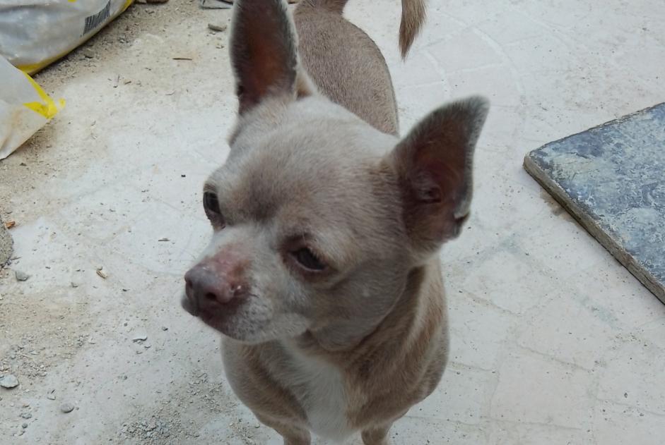 Alerta de Hallazgo Perro  Macho Drancy Francia