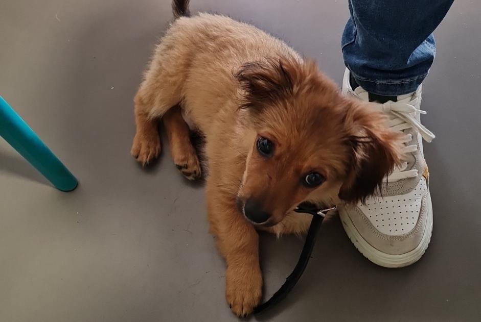 Alerta de Hallazgo Perro Macho Les Pavillons-sous-Bois Francia