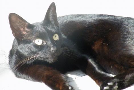 Alerte Disparition Chat  Mâle , 12 ans Tremblay-en-France France