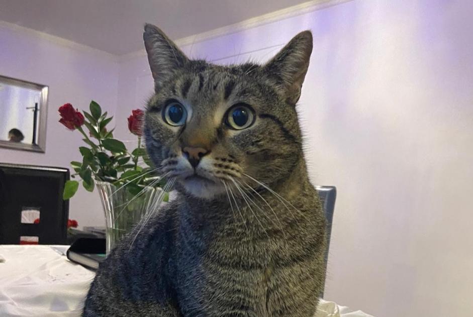 Alerte Disparition Chat  Mâle , 18 ans Villepinte France