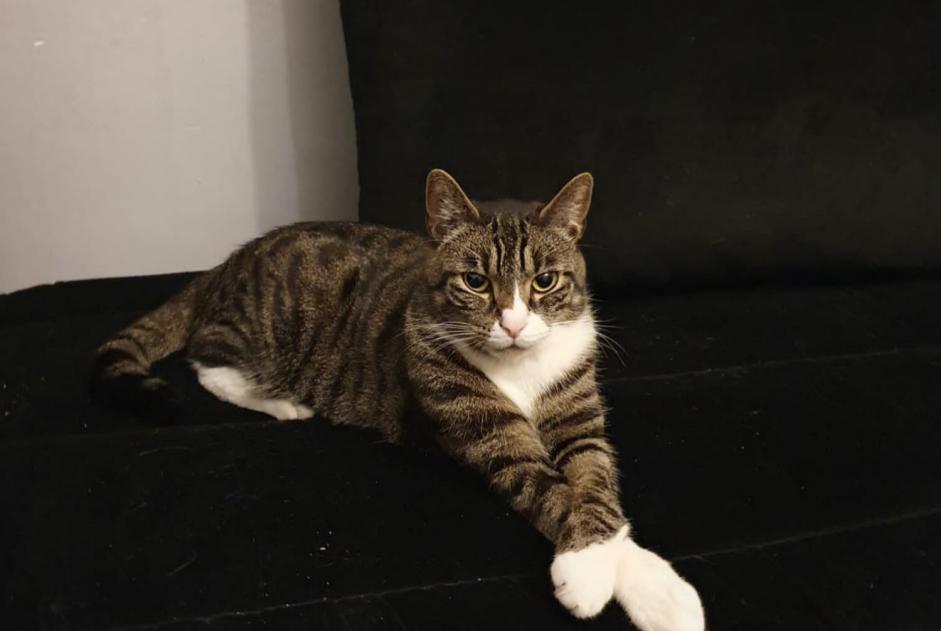 Alerte Disparition Chat  Mâle , 2 ans Épinay-sur-Seine France