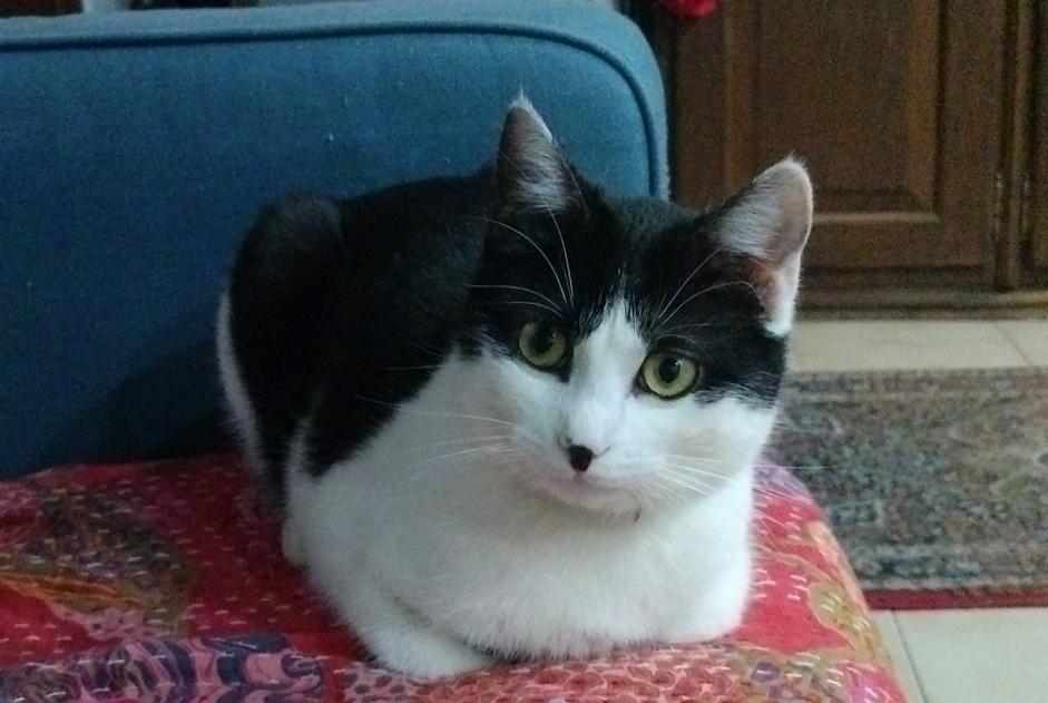 Alerte Disparition Chat Femelle , 1 ans Drancy France