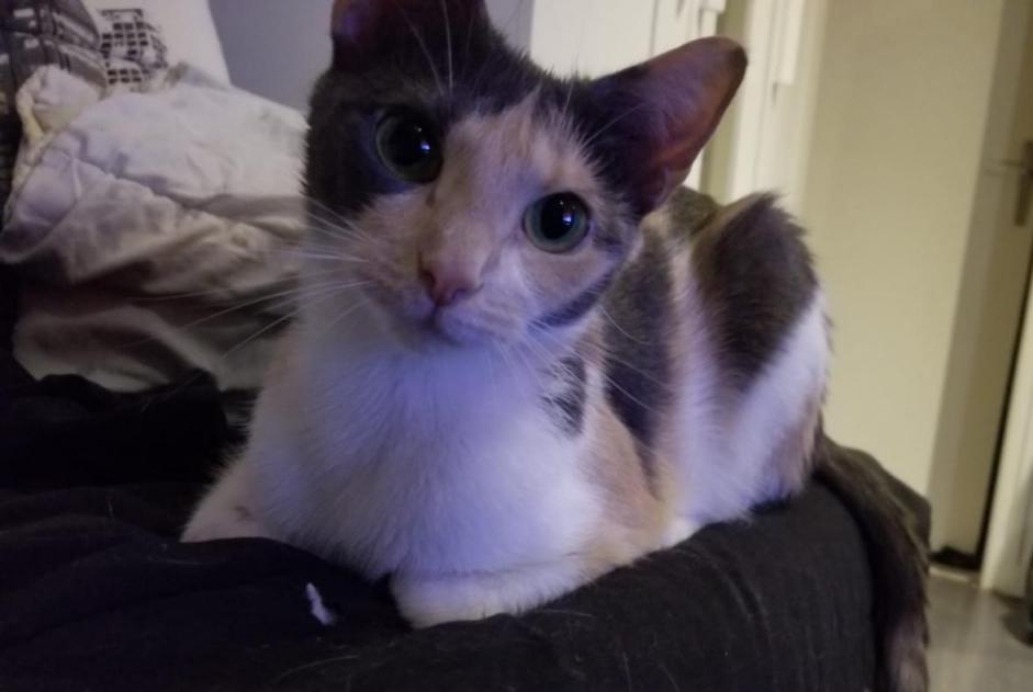 Alerte Disparition Chat Femelle , 2 ans Aubervilliers France Alerte Disparition Chat Femelle , 2 ans Aubervilliers France
