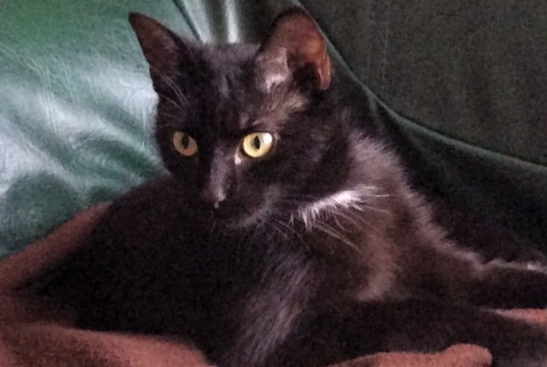 Alerte Disparition Chat Femelle , 1 ans Neuilly-sur-Marne France Alerte Disparition Chat Femelle , 1 ans Neuilly-sur-Marne France