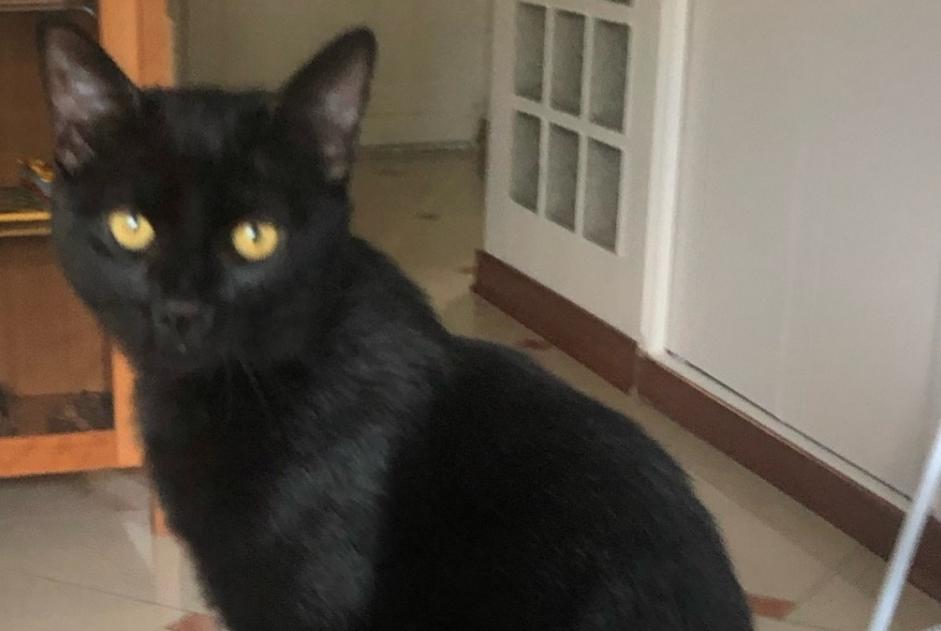 Alerte Disparition Chat Mâle , 0 ans Drancy France Alerte Disparition Chat Mâle , 0 ans Drancy France