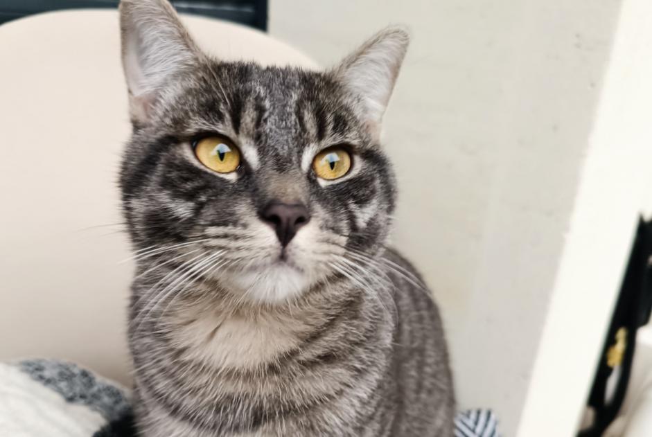 Alerte Disparition Chat Mâle , 0 ans Saint-Ouen-sur-Seine France Alerte Disparition Chat Mâle , 0 ans Saint-Ouen-sur-Seine France