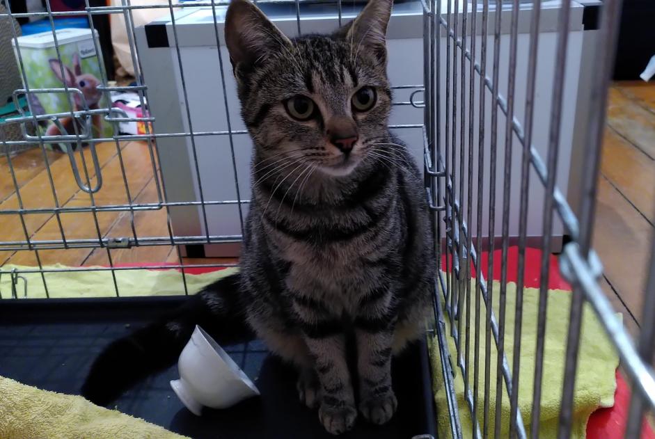 Alerte Découverte Chat Femelle Aubervilliers France