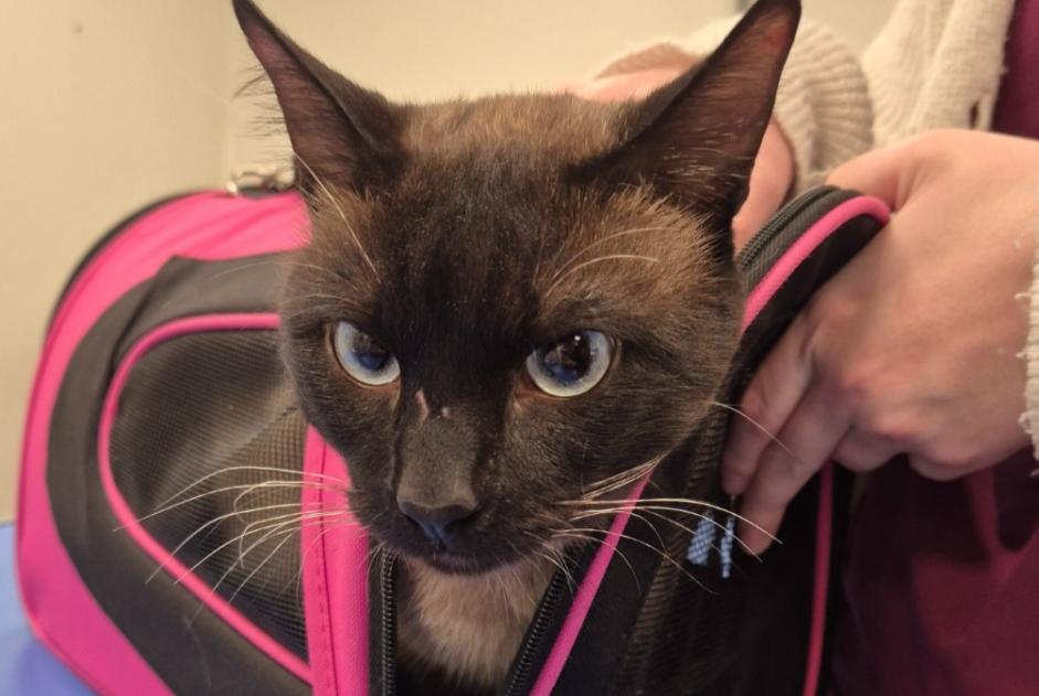 Alerte Découverte Chat  Mâle , 3 ans Tremblay-en-France France