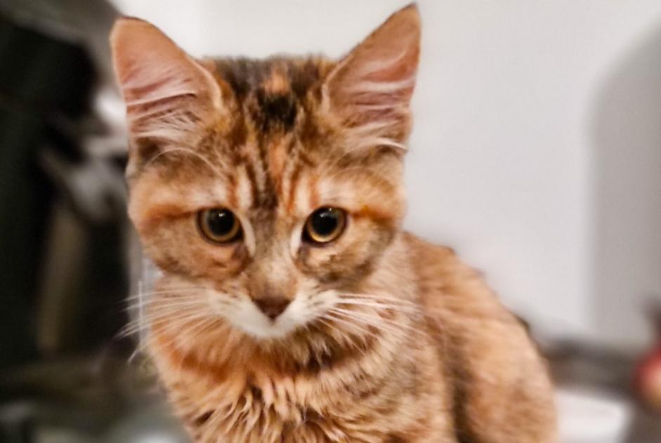 Alerte Découverte Chat Femelle Aubervilliers France Alerte Découverte Chat Femelle Aubervilliers France