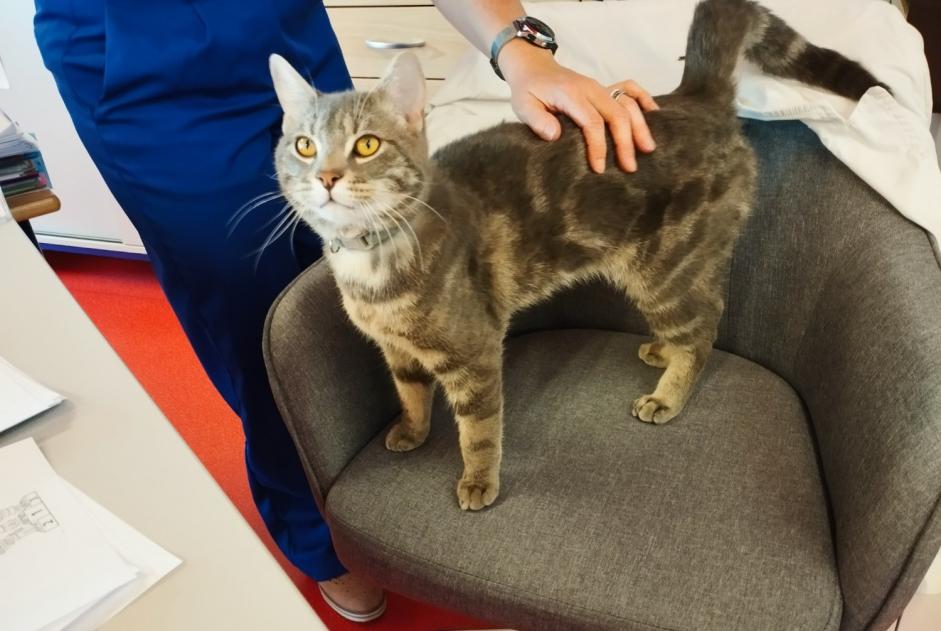 Alerte Découverte Chat Mâle Livry-Gargan France Alerte Découverte Chat Mâle Livry-Gargan France