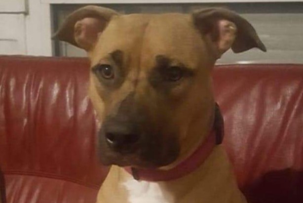 Alerte Disparition Chien croisement Femelle , 4 ans Bondy France