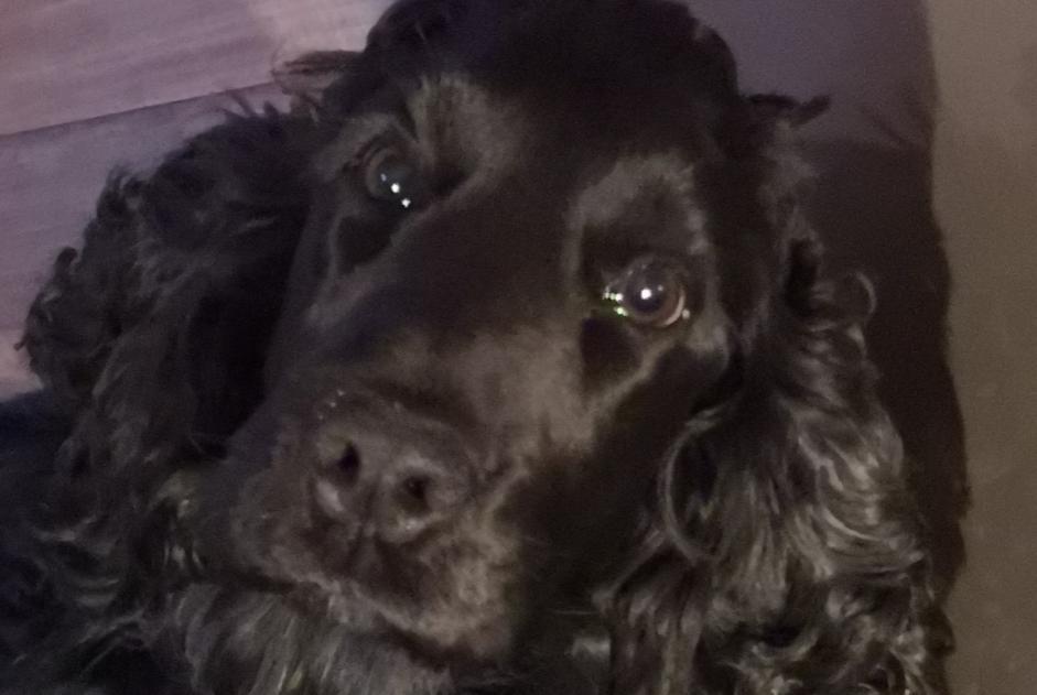 Alerte Disparition Chien Mâle , 4 ans Neuilly-Plaisance France Alerte Disparition Chien Mâle , 4 ans Neuilly-Plaisance France