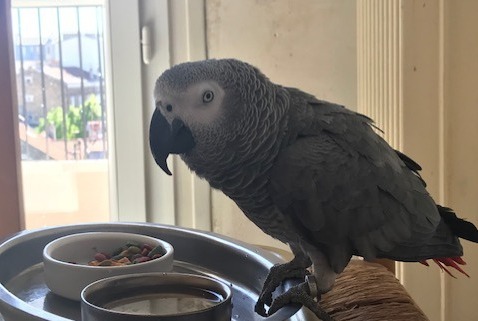 Alerte Découverte Oiseau Inconnu Noisy-le-Sec France