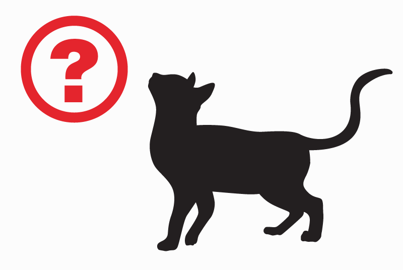 Alerte Découverte Chat Inconnu Bobigny France