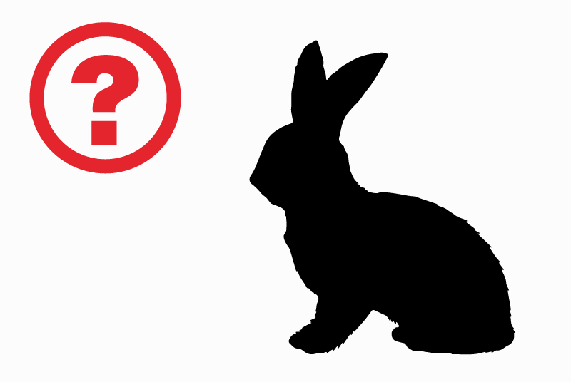 Discovery alert Rabbit Male Drancy France