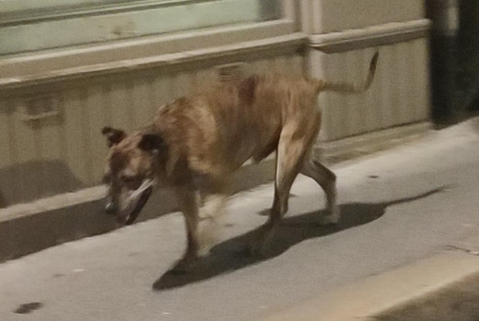 Ontdekkingsalarm Hond rassenvermenging Mannetje Saint-Étienne Frankrijk