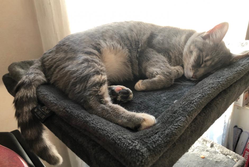 Alerta desaparecimento Gato  Fêmea , 2 anos Sevran France