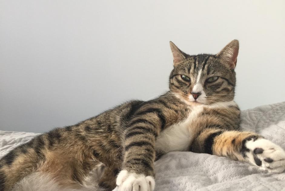 Alerta desaparecimento Gato  Fêmea , 3 anos La Courneuve France